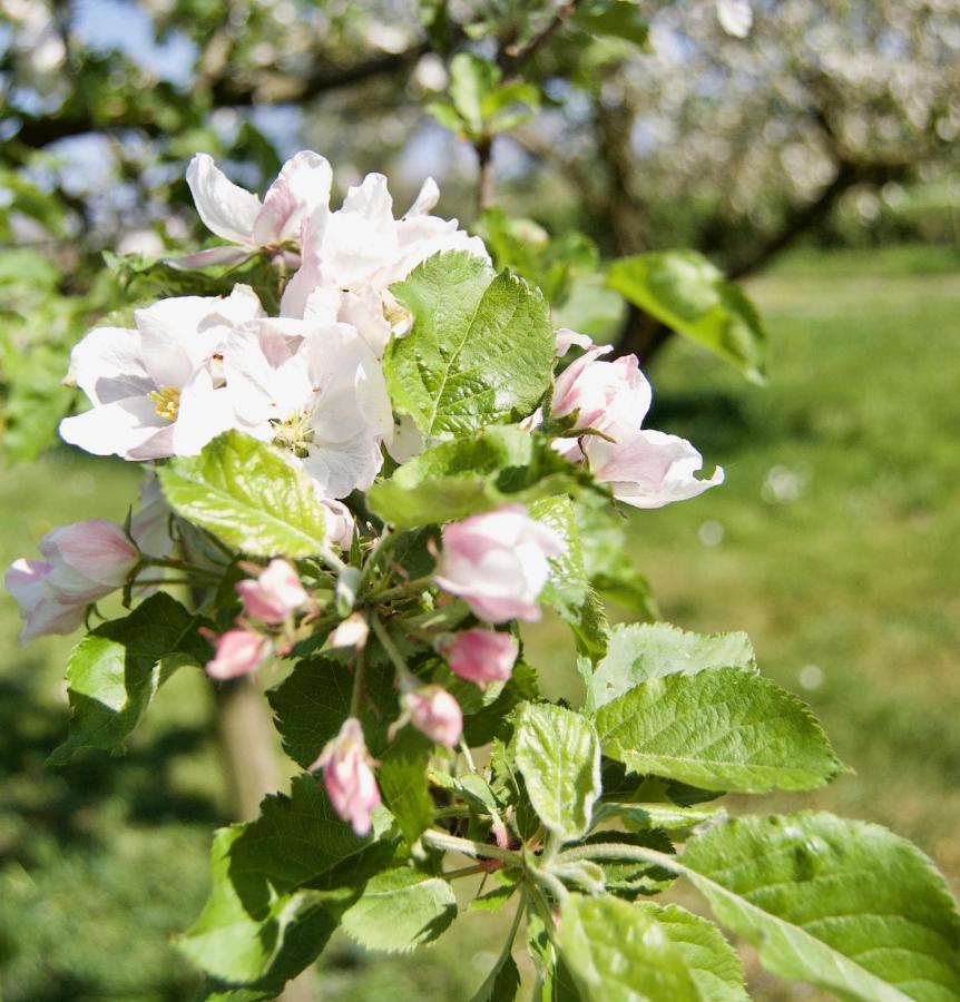 Hoeve Beusdalshof 호텔 Ingber 외부 사진